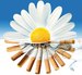 buy cigarettes online ship to Canada